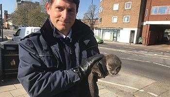 Only RSPCA inspectors will take in animals now