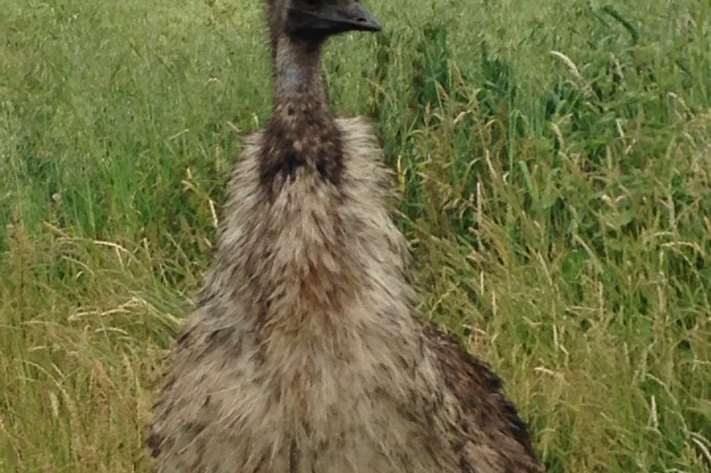 The giant bird in Iwade