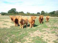 Highland Cattle