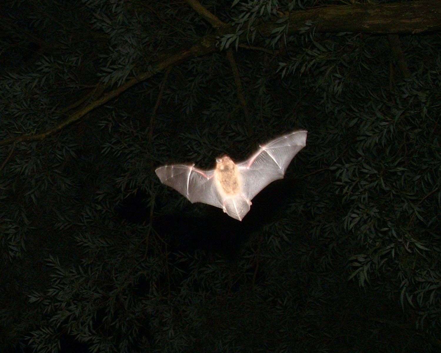 Pipistrelle bats have been reported at the site in recent years