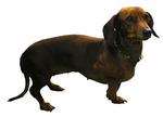 dachshund dog