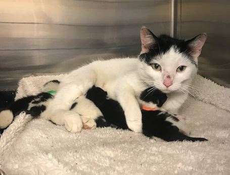 This mum and her litter was found under an escalator