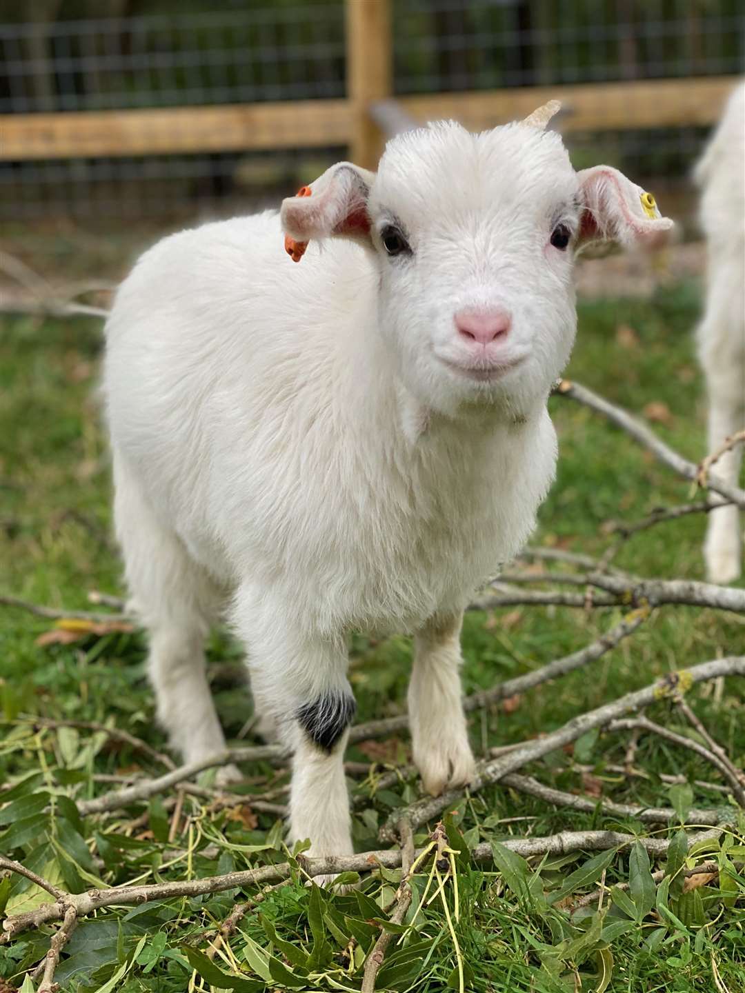 Summer, the six-month-old goat was stolen from a home in Leywood Road, Harvel, last week. Picture: Hayley Ellingford