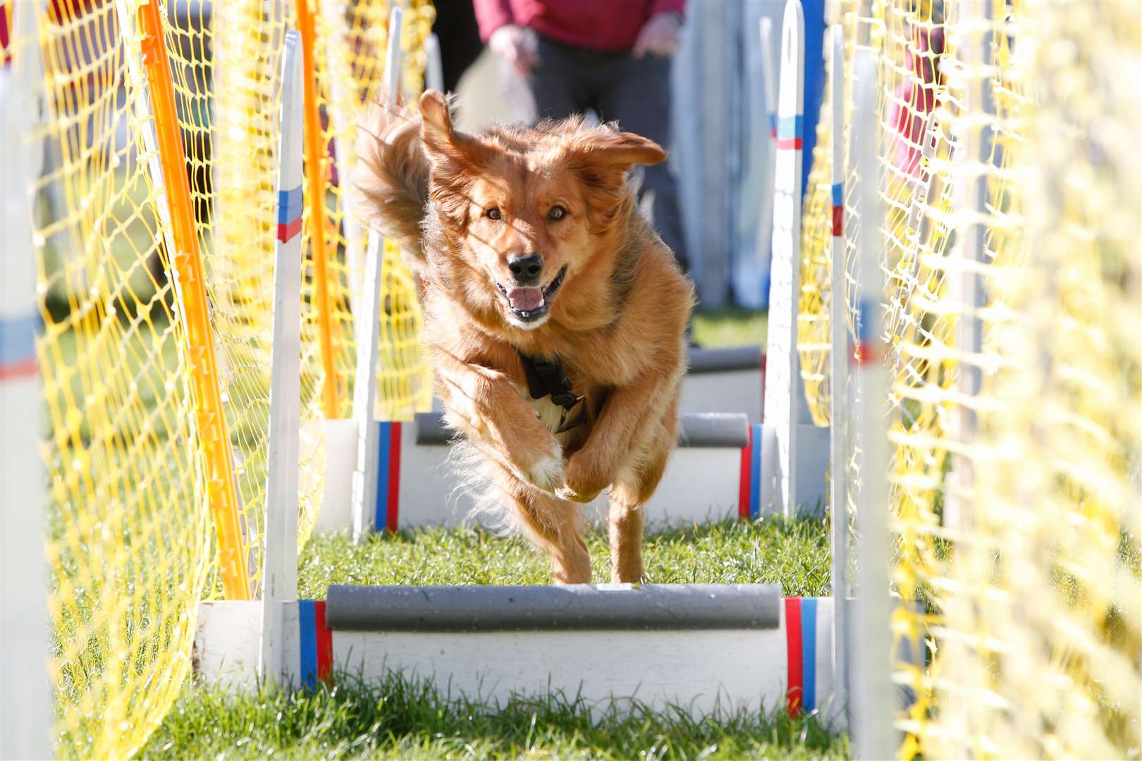 Isaac the collie cross shows his paces at last year's event