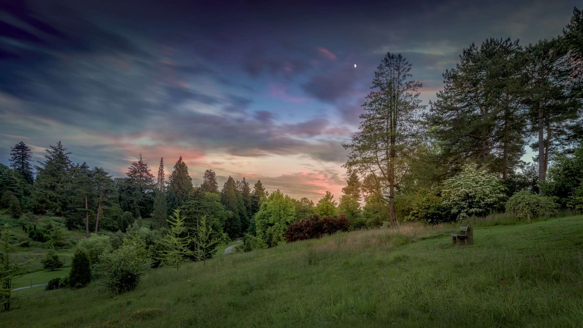 Bedgebury Pinetum forest