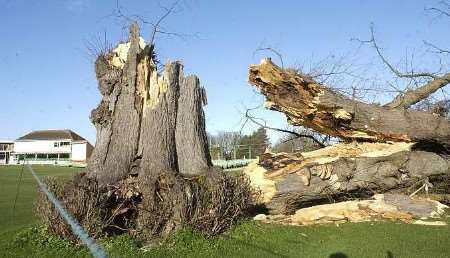 The tree is left a shattered stump. Picture: CHRIS DAVEY