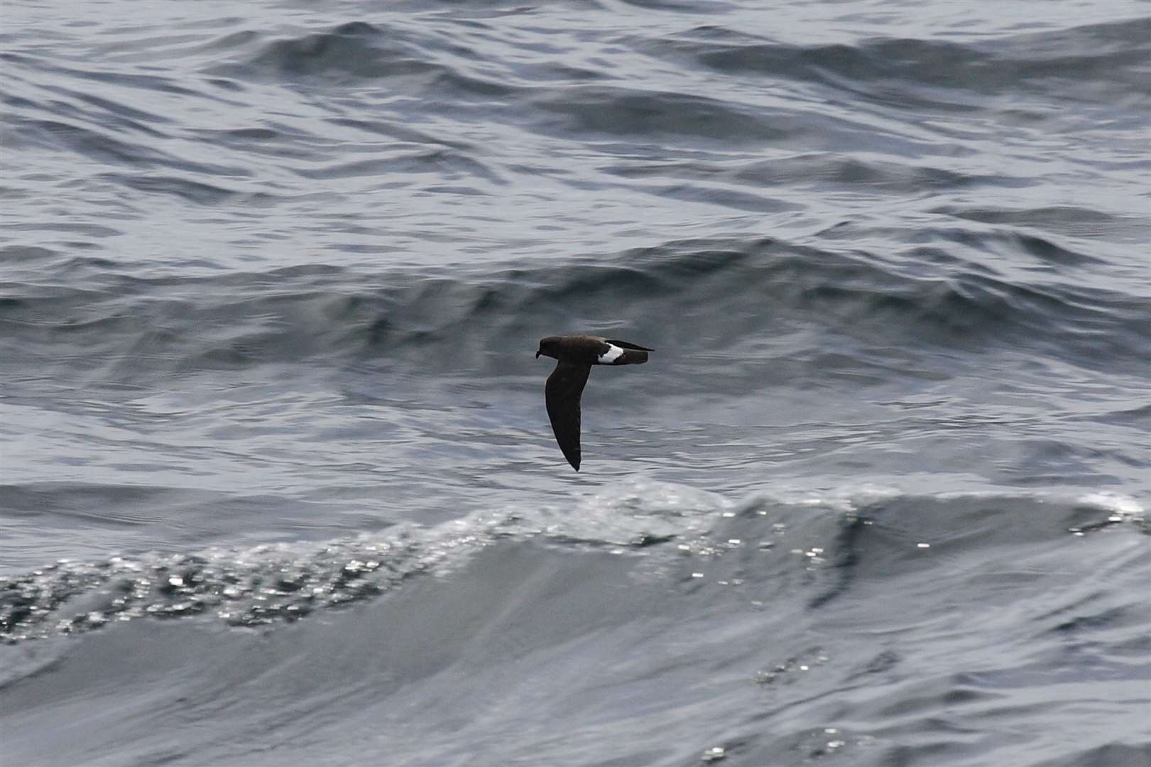 Storm petrels spend their lives at sea (Ian Fisher/PA)