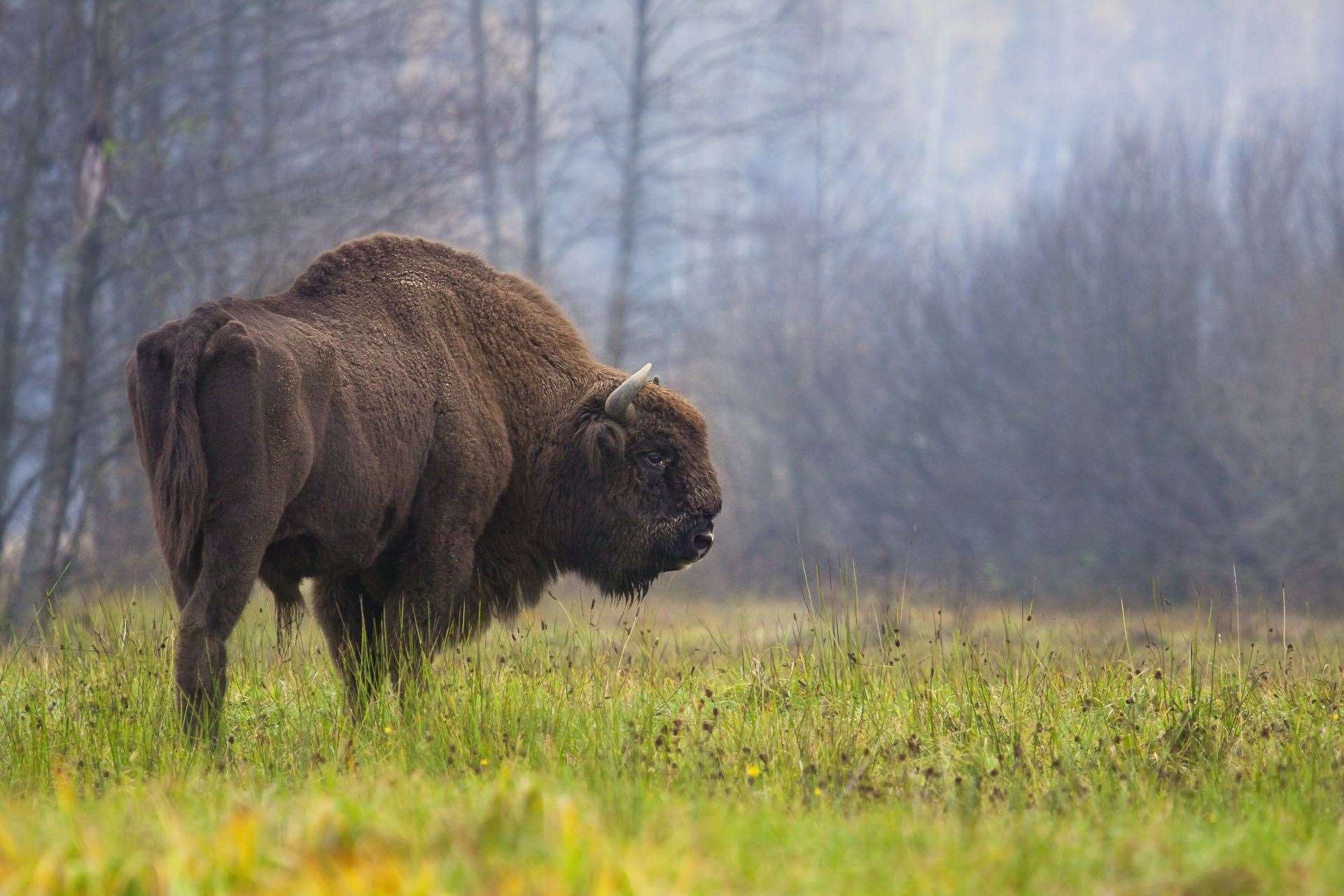 European bison have seen numbers increase in the wild (Rafal Kowalczyk/IUCN/PA)