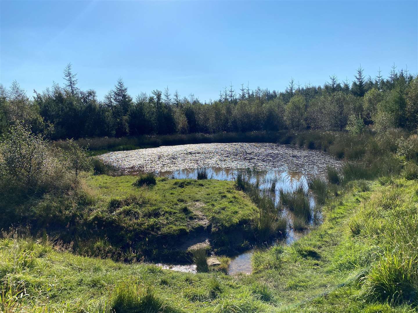 Yorkshire Water said it had carried out work at the site to make suitable habitat for water voles (Yorkshire Water/PA)