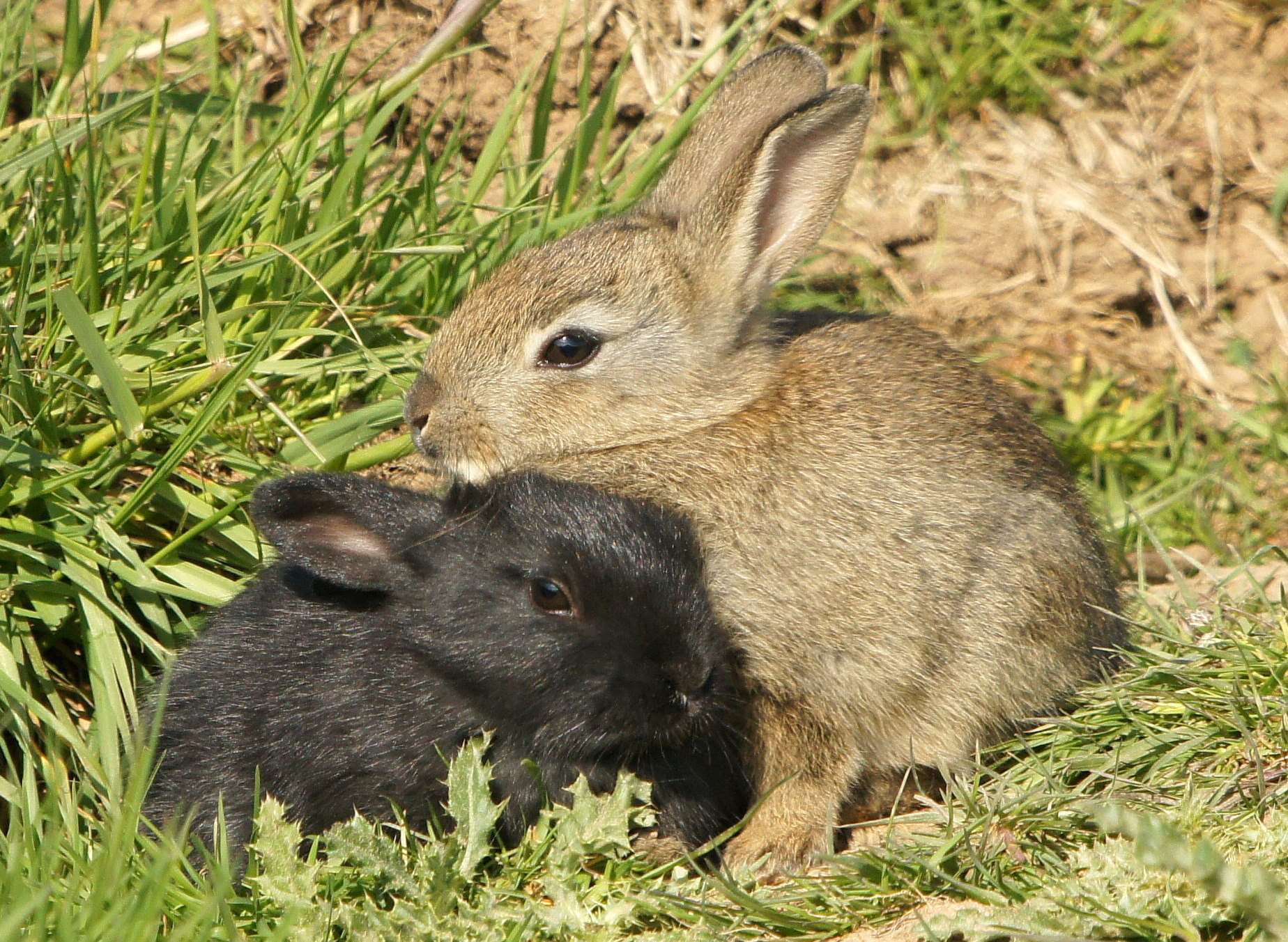 Three wild rabbits were found shot by the side of a road. Stock pic