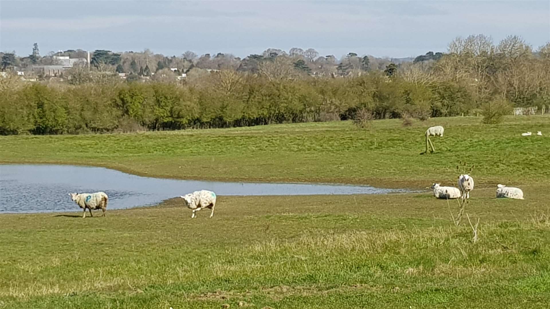 Sheep grazing at the Dean Street site: Picture by Christine Hill