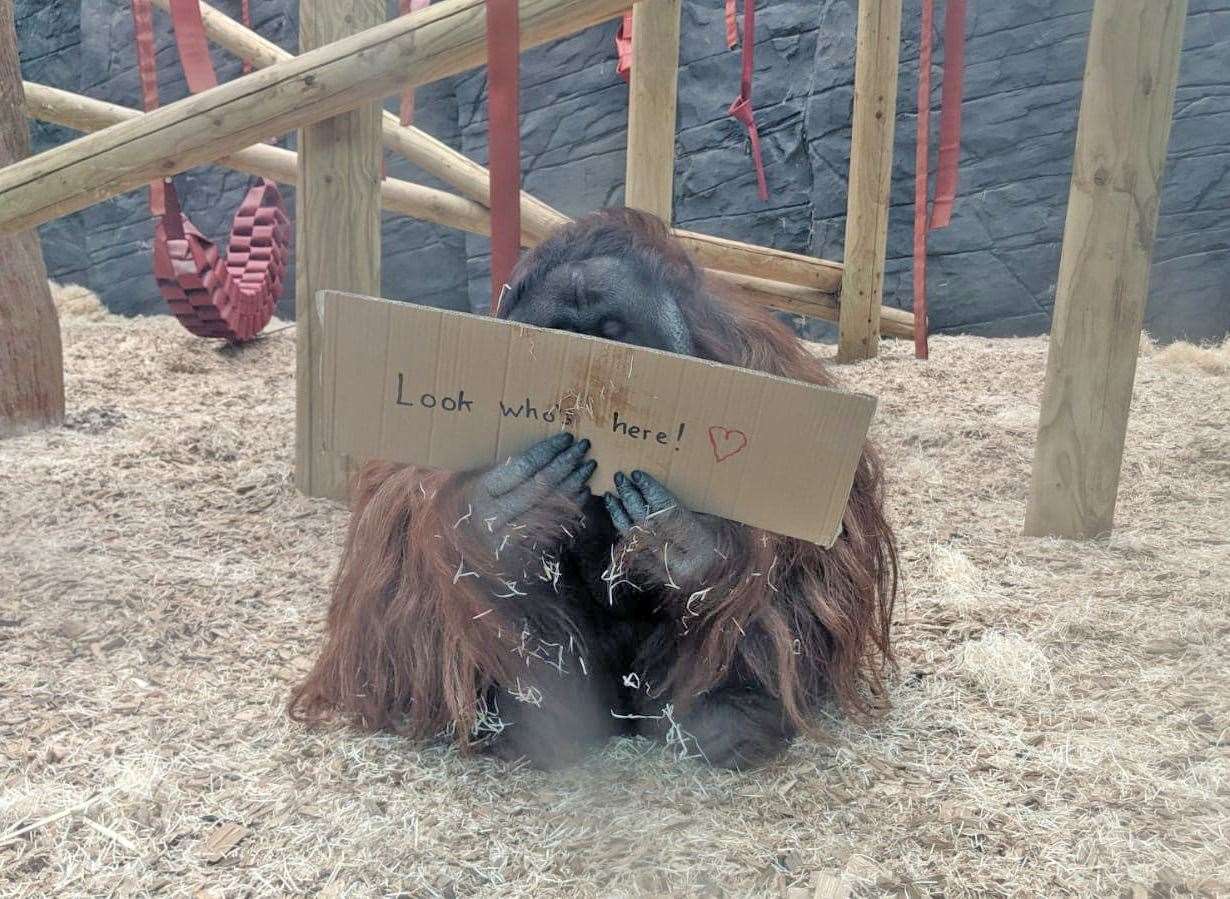 Tiga is said to have accepted his new companions very quickly (Colchester Zoo/PA)