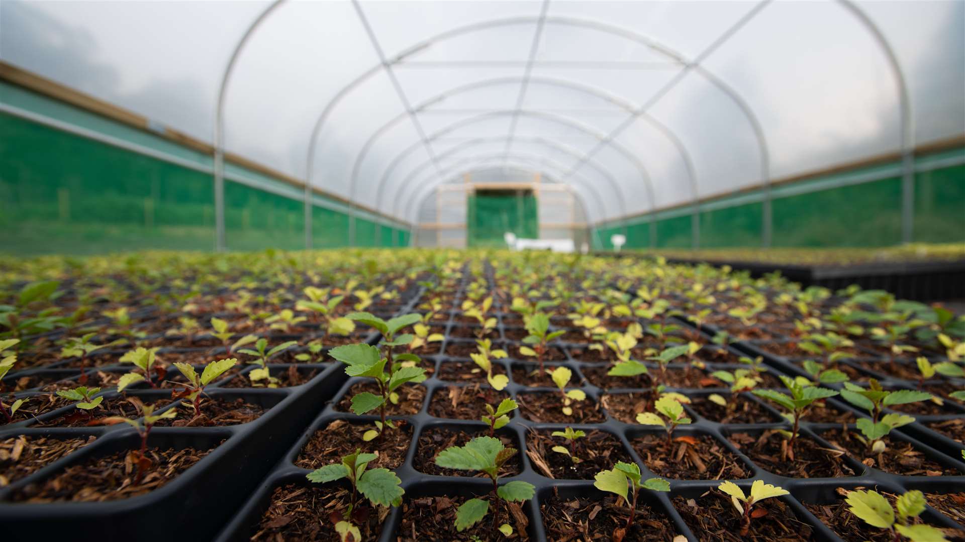 The newly established Ardgay tree nursery plans to plant trees along Highland rivers to cool the water (HEIF/European Nature Trust/Gethin Chamberlain/PA)