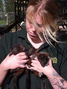 Baby lemurs born at Wingham wildlife park.