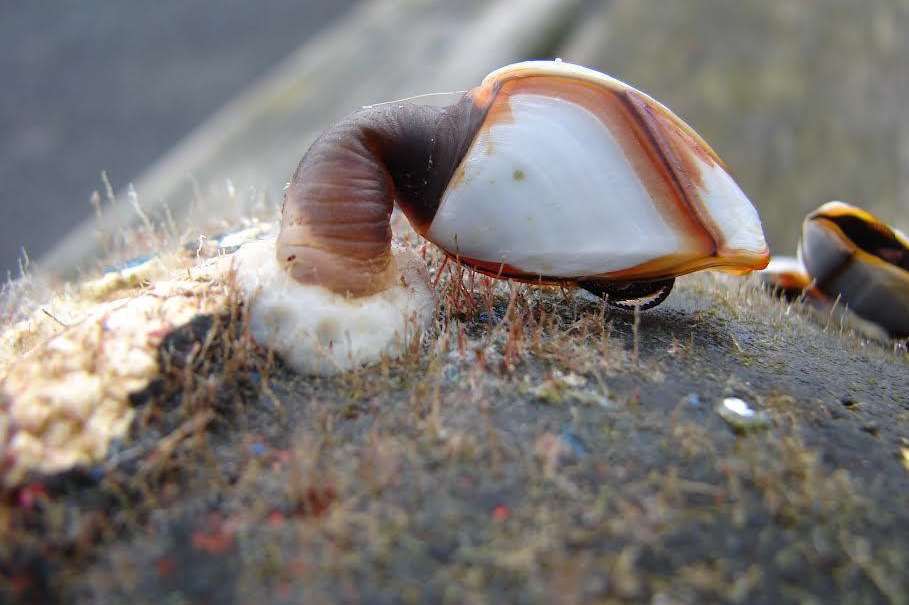 The alien creature has been named as a Goose Barnacle that feeds off floating objects in the sea