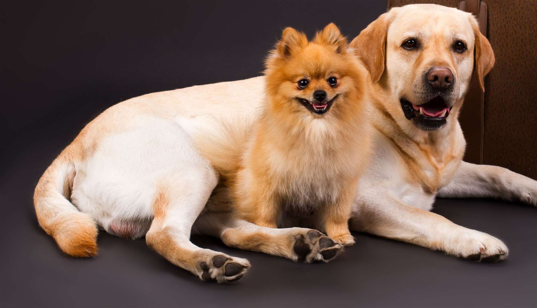 Labrador retriever and orange pomeranian spitz. Picture: iStock.