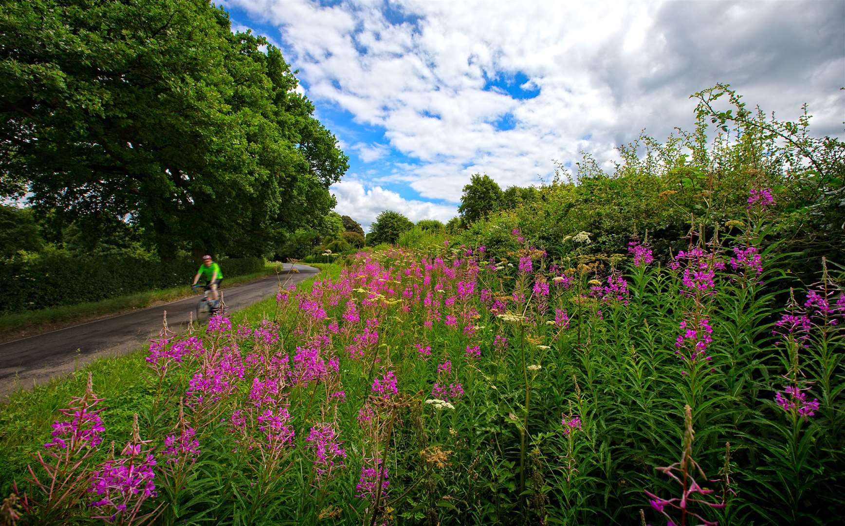 Wildflowers in a hedgerow in Surrey (Jon Hawkins/PA)