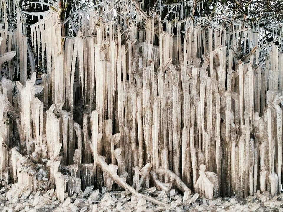 Icicle hedge on the A28 pictured by Michelle Schermuly