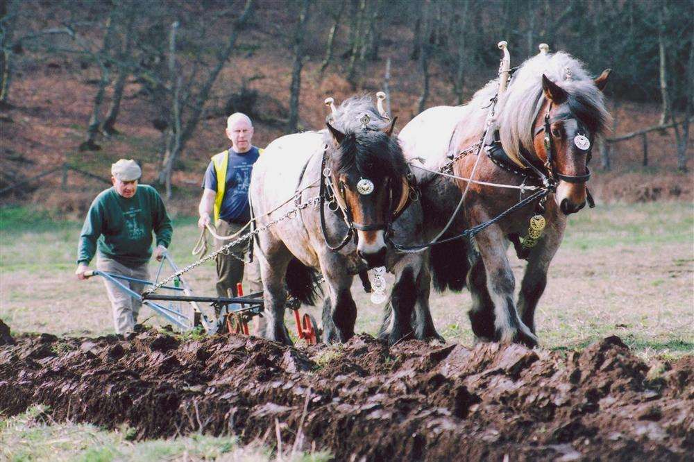 The horses of the Heavy Horse Trust. Picture: Jo Ambrose