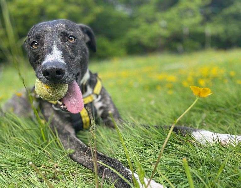 Lurcher Anton. Pic: Dogs Trust