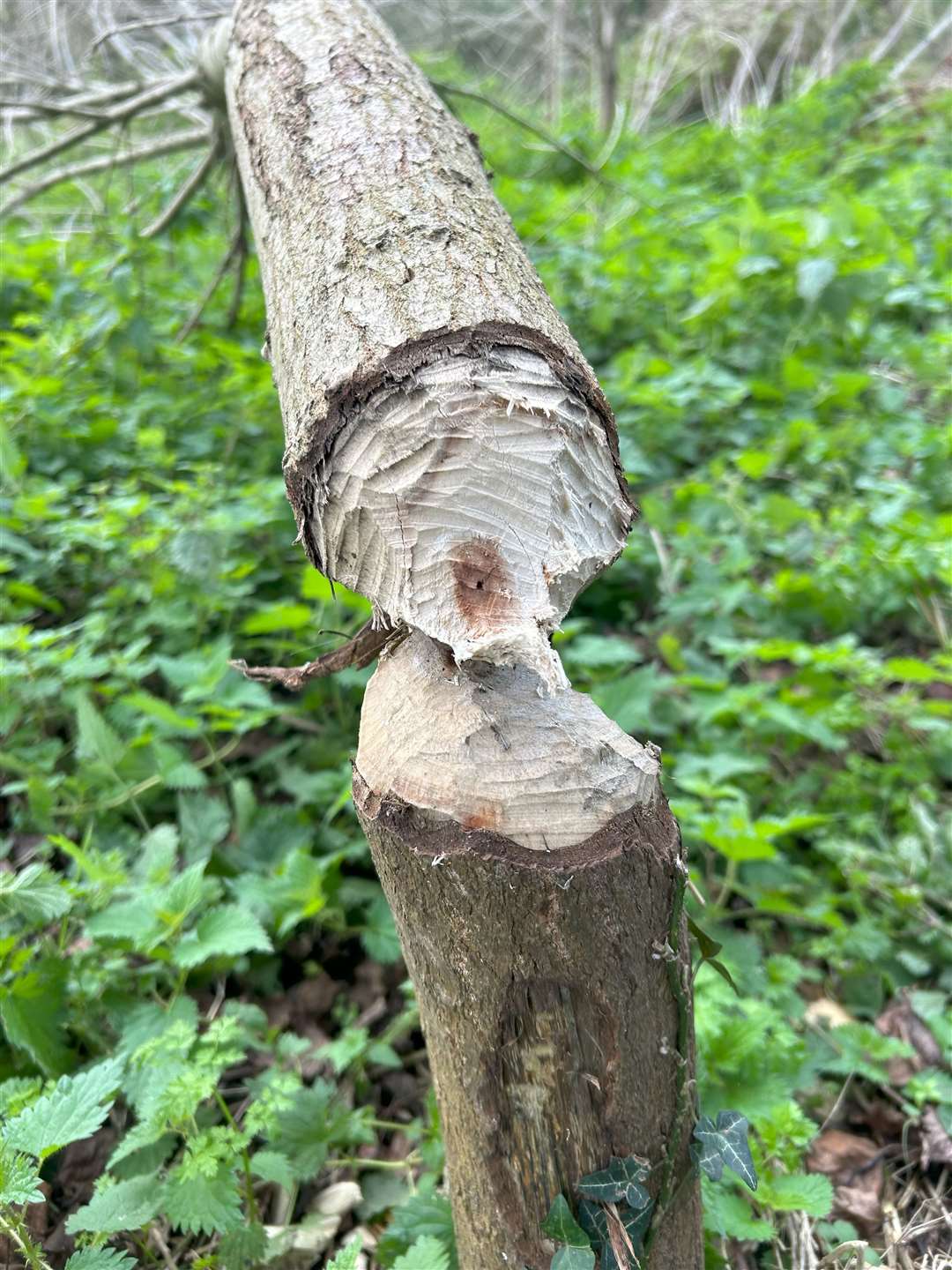 A beaver-felled tree by Dorset River, the latest sign of a comeback by the dam-making mammal confirming that beavers are living in the area (Colleen Smith-Moore/Dorset Wildlife Trust/PA)