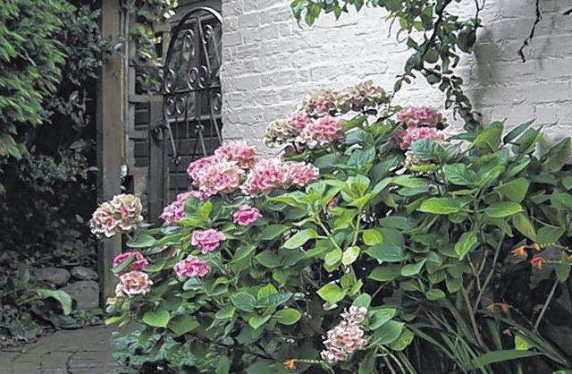 Pale pink hydrangea macrophylla