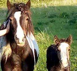 The injured foal with its mum. (1908397)