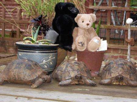 Lettuce, Trevor and Dilys, the three tortoises stolen from Sue Holme's back garden