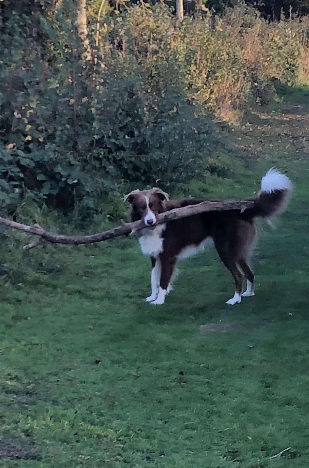 Taffy loves sticks