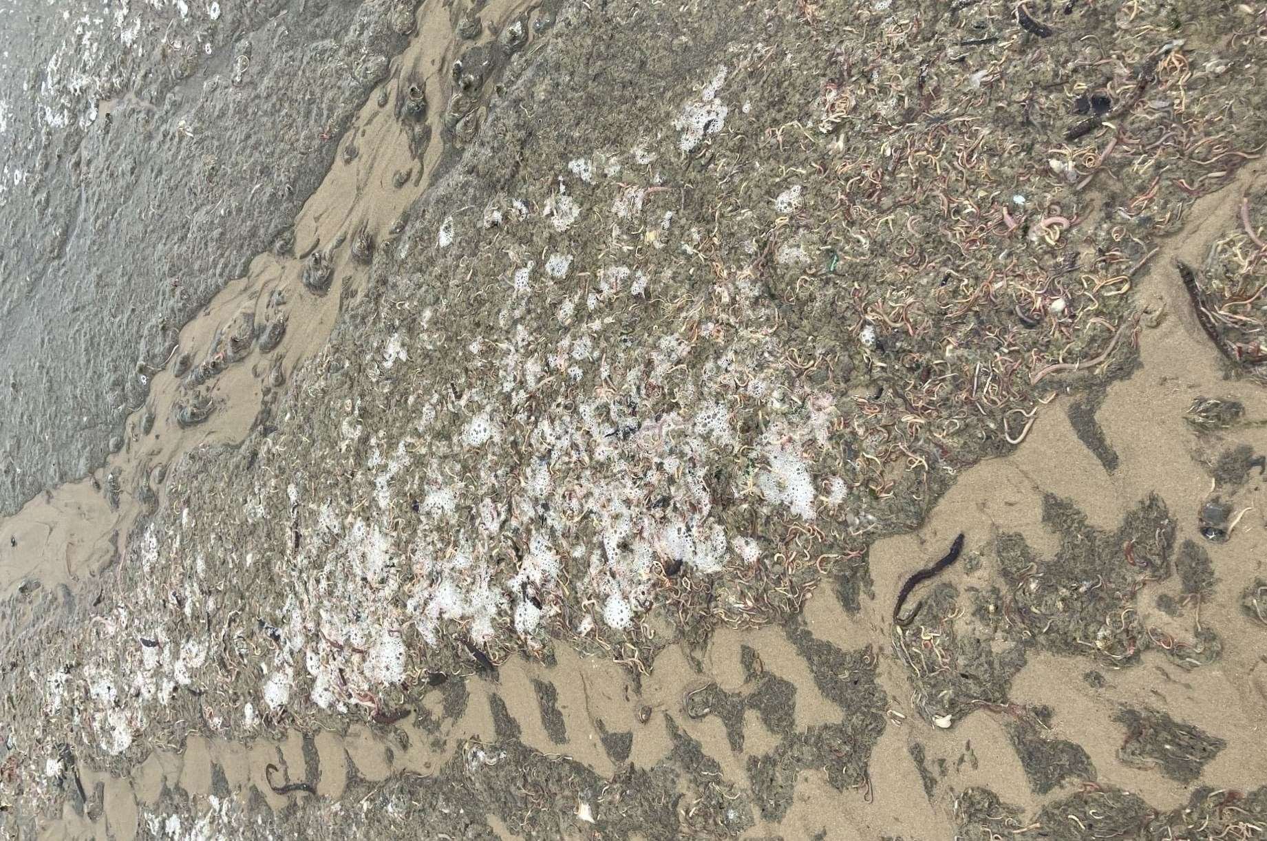 Thousands of dead or dying ragworms and lugworms appeared on Minnis Bay in Birchington. Picture: Environment Agency