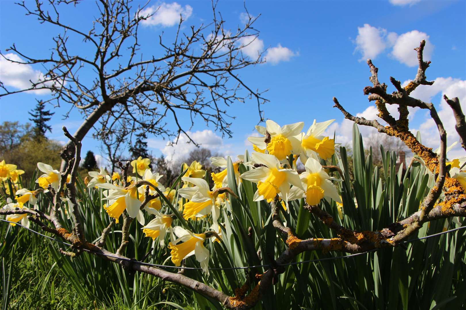 Thousands have been planted at Hever Castle