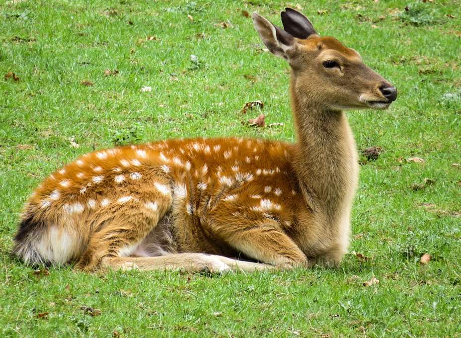 A deer was struck. Stock image