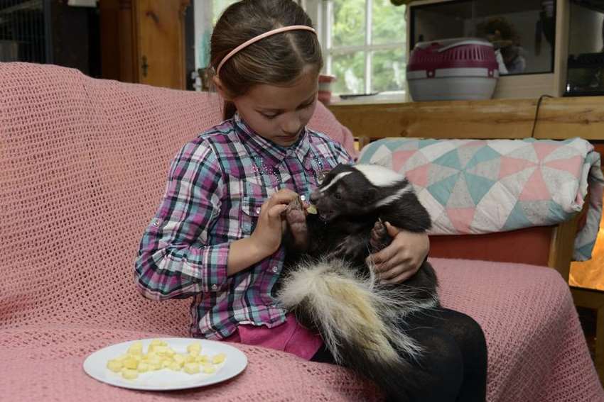 Feeding time for Humbug the skunk, who has helped to cure Harriet Coopers' shyness
