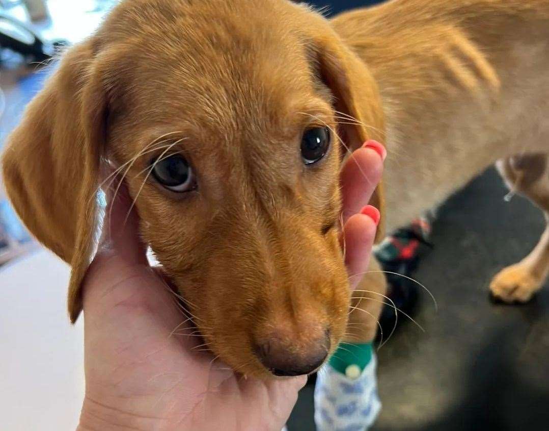 One of the Labrador puppies, who were found beside the A249, Achilles. Picture: Swale Dog Warden