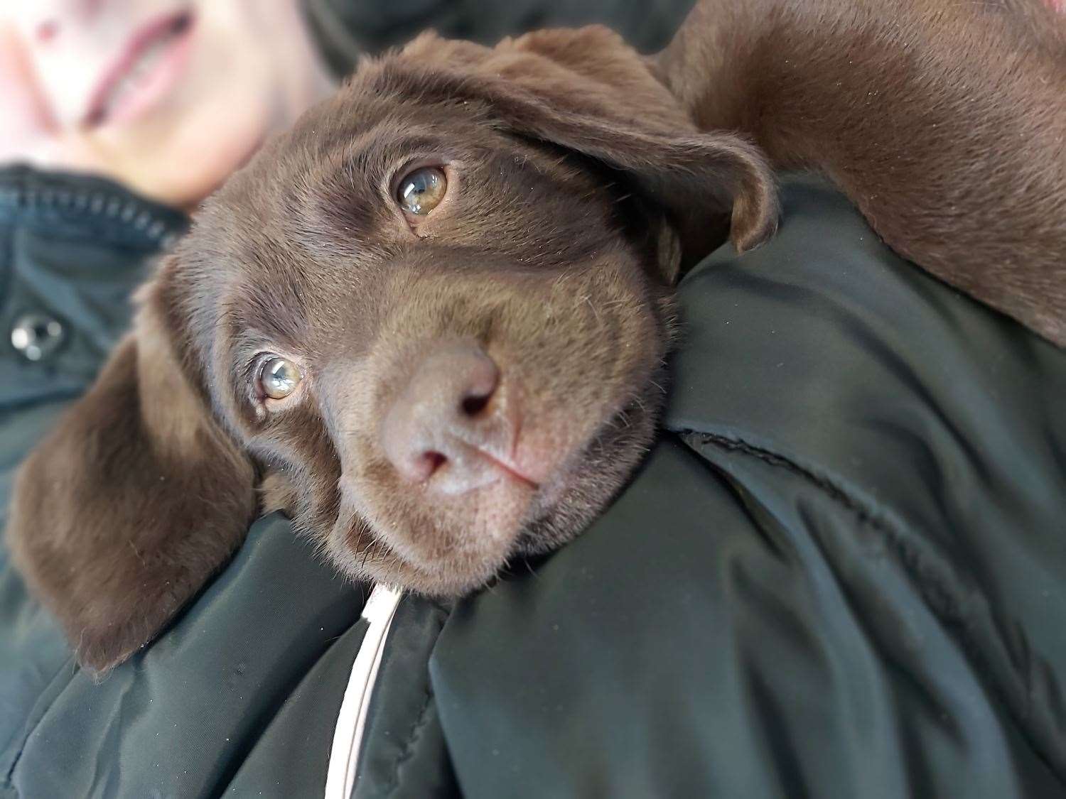 Tia the labrador pup at easipetcare Chatham