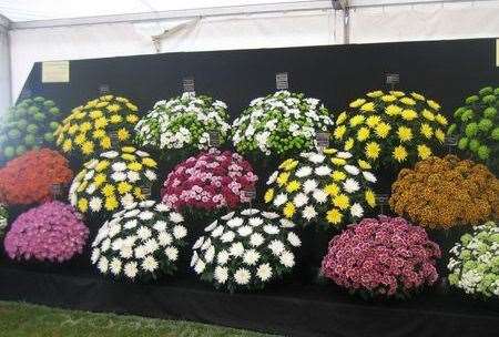 The show will have 300 exhibitors and 60 nurseries for visitors to browse. Picture: Kent Garden Show