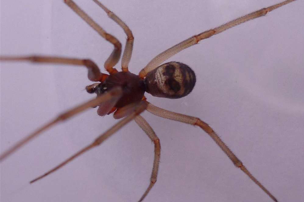 A false widow spider