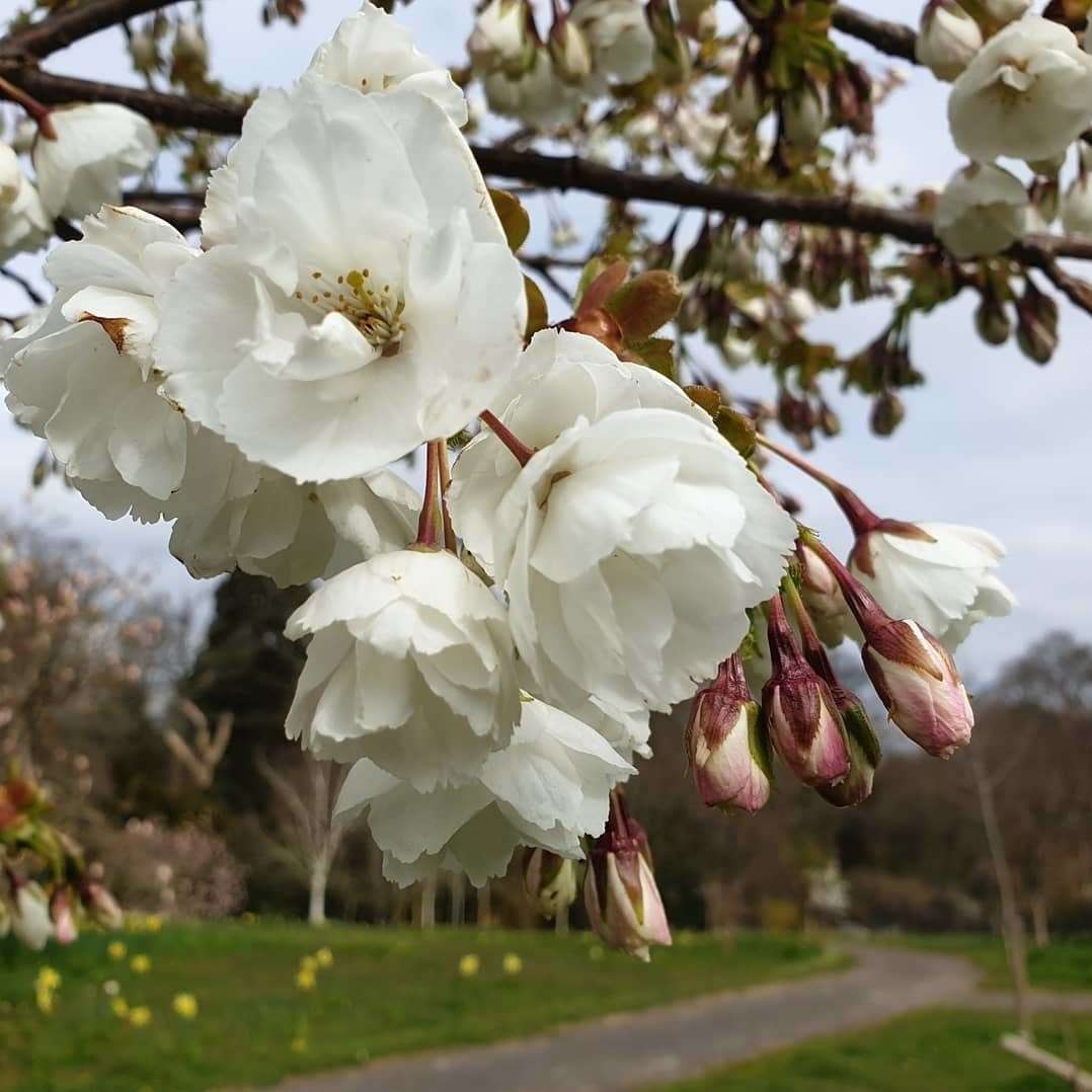 Hole Park Gardens, Rolvenden reopens in April