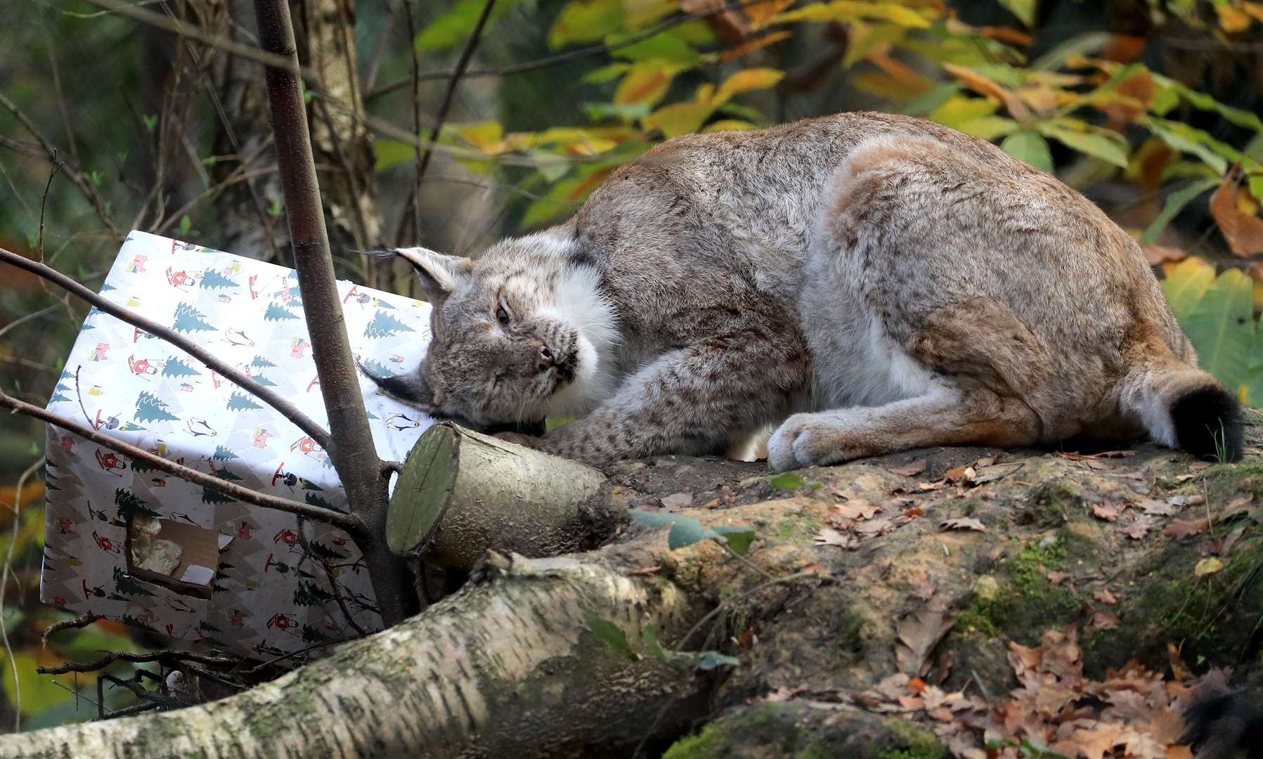 A Eurasian lynx investigates an early Christmas present as part of an enrichment programme at wildlife conservation charity Wildwood Trust in Kent (Gareth Fuller/PA)