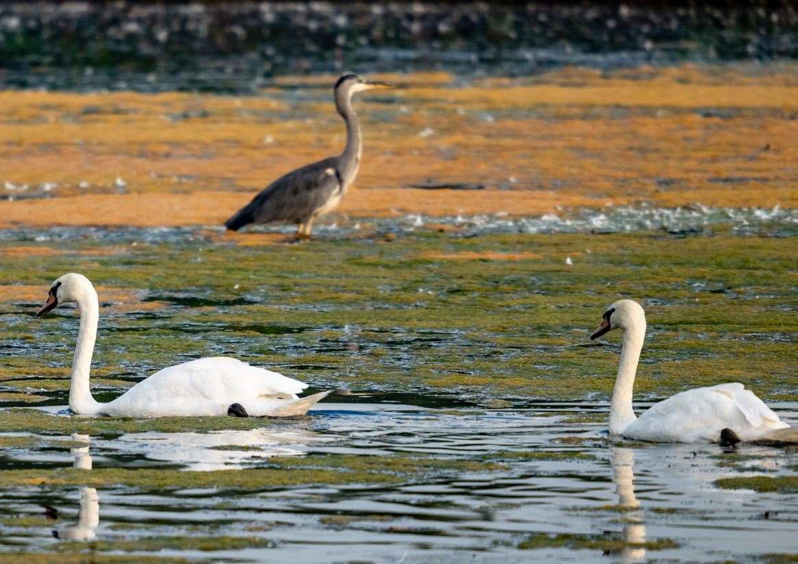 Stodmarsh National Nature Reserve, near Canterbury, is an internationally recognised wetland home to a rich variety of water birds.Photo: Sian Pettman