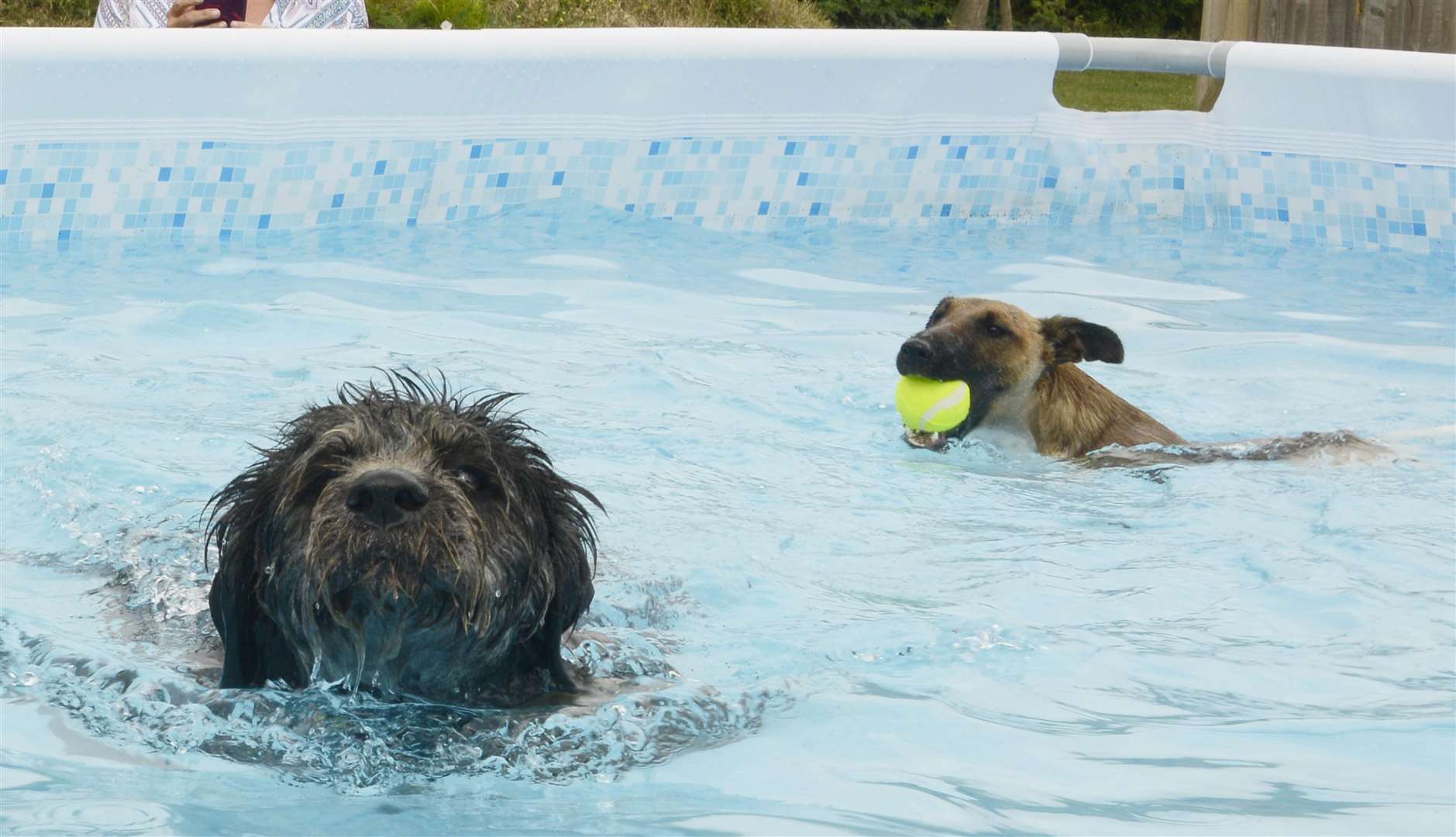 Island Dog ‘n’ Splash has opened in Sheppey