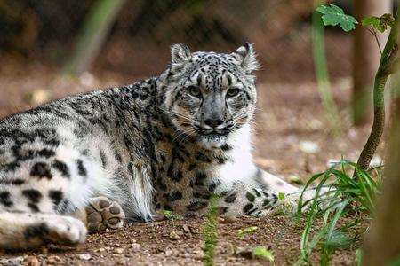 Ziva the snow leopard