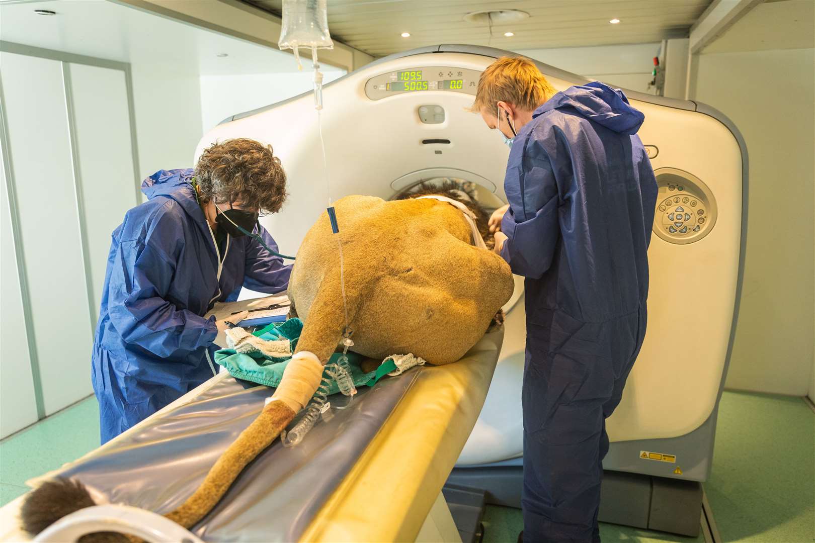 London Zoo brought in a CAT scanner to investigate Bhanu’s recurrent ear problems (ZSL London Zoo/PA)