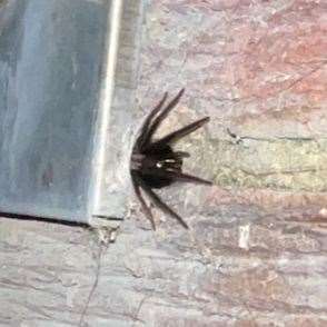 The green-fanged tube web spider living in the Lewis family's garden in London Road, Maidstone. Picture: Amber Lewis