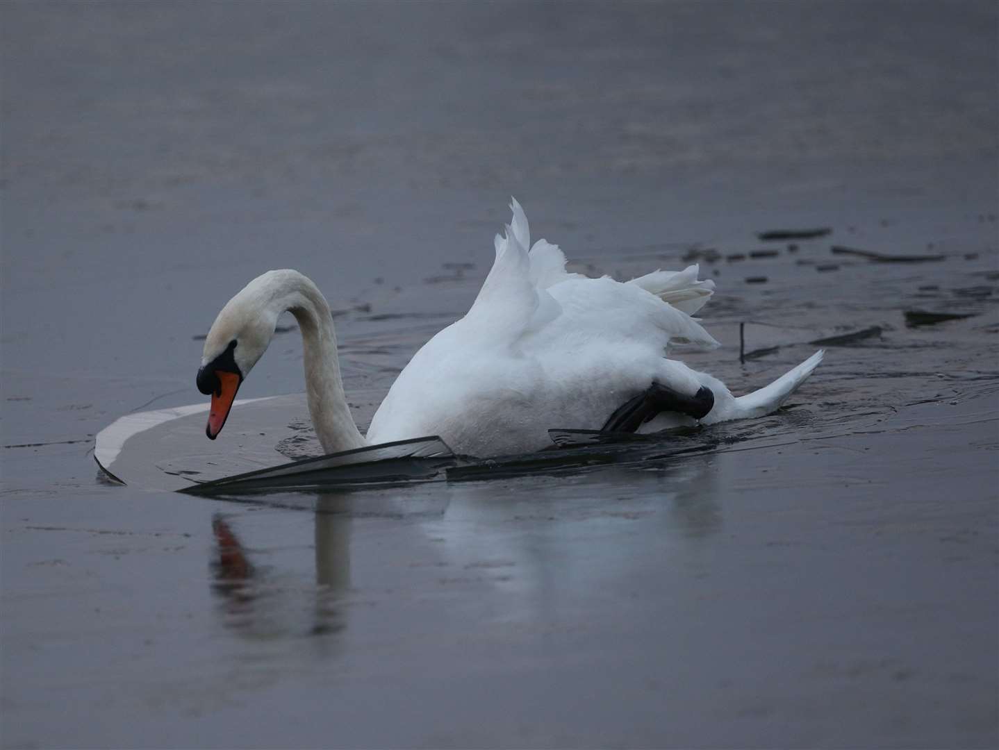 A swan makes its way across a frozen pond (Yui Mok/PA)