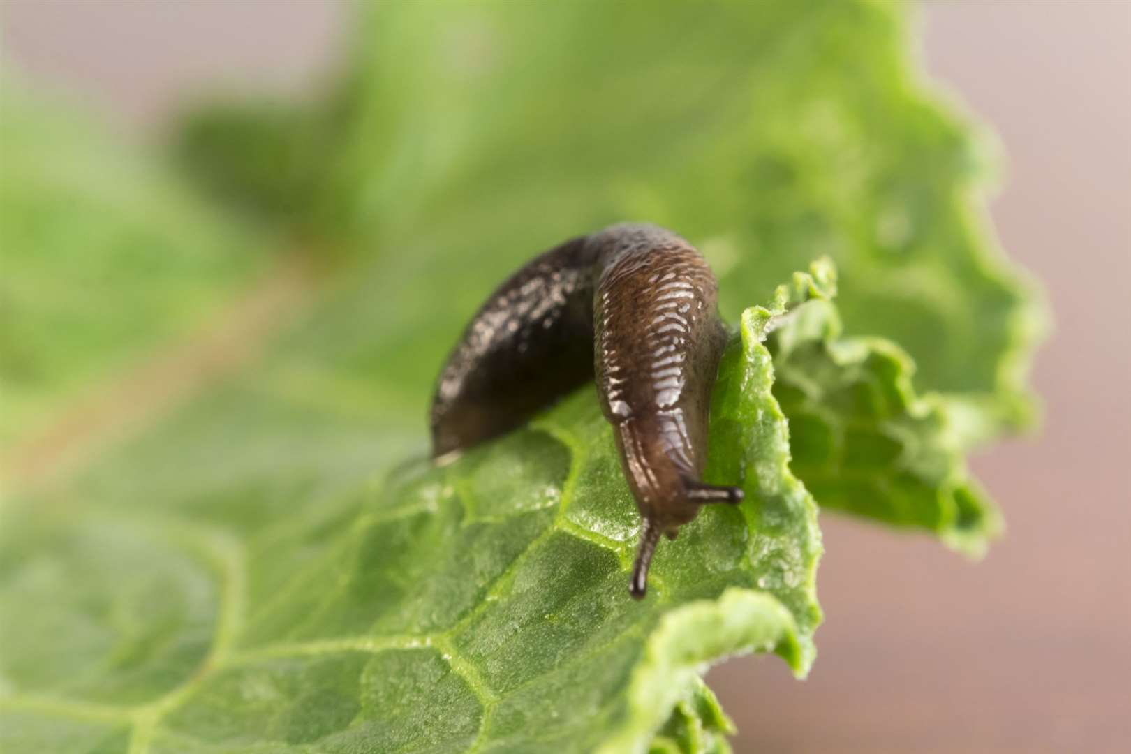 Damp cardboard or carpet can be used to create slug traps. Image: iStock