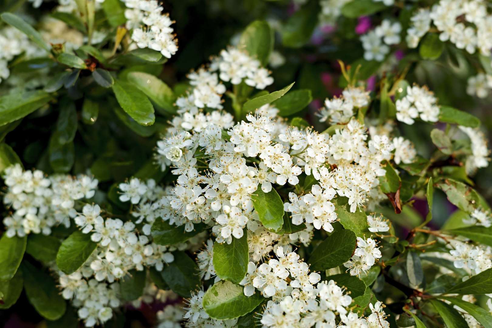 Pyracantha crenatoserrata. Photo iStock/Jiamiao Lin.