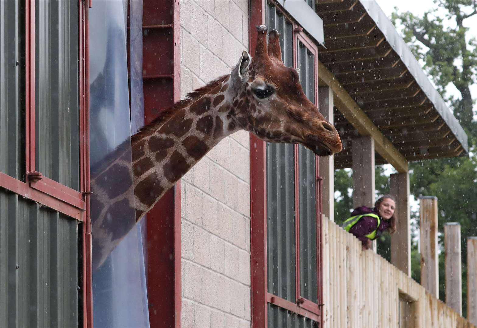 A giraffe is curious about the new arrivals (Andrew Milligan/PA)