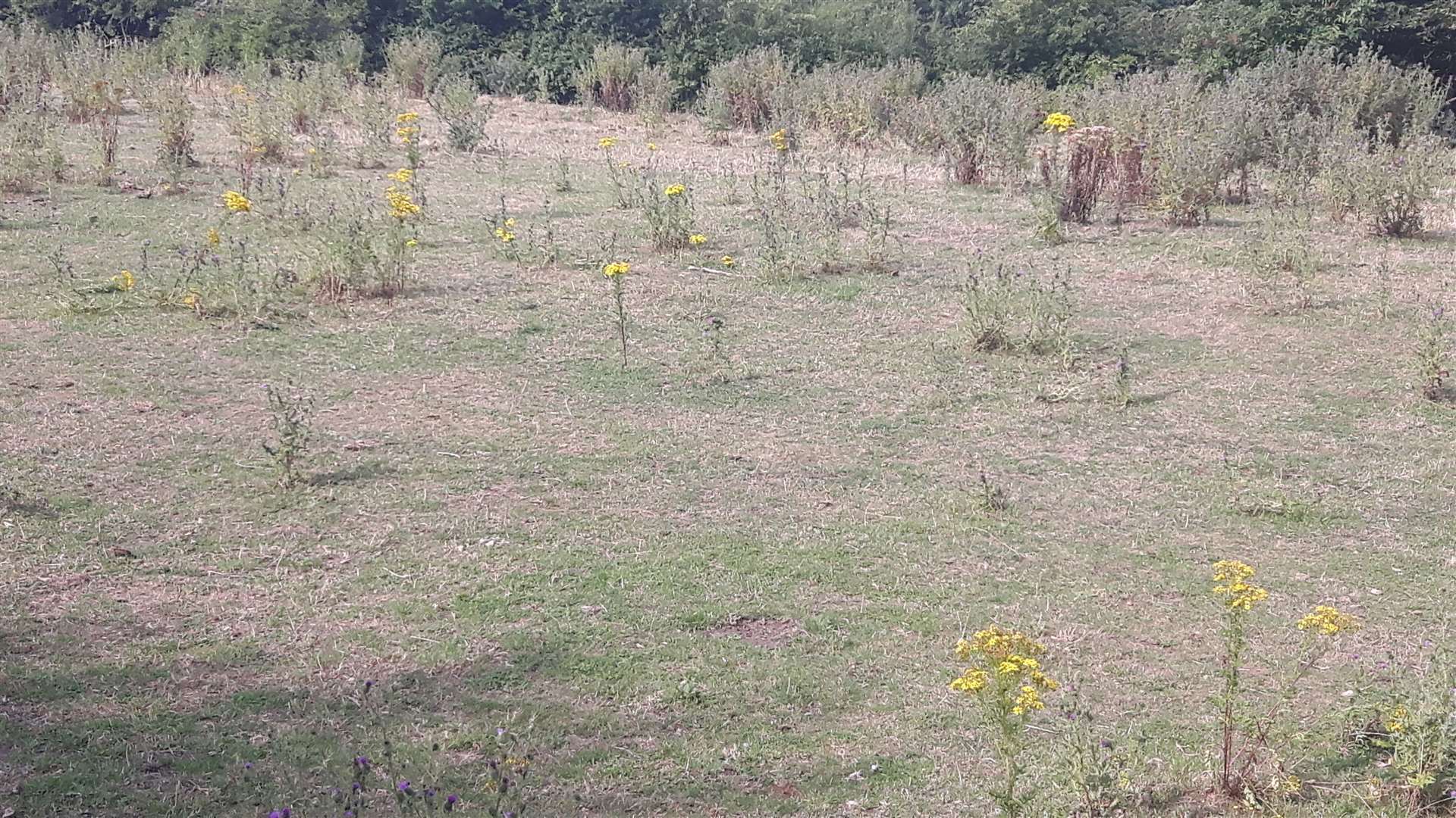 This field off Cripple Street in Maidstone has been recently grazed by horses - who had the good sense to eat around the ragwort