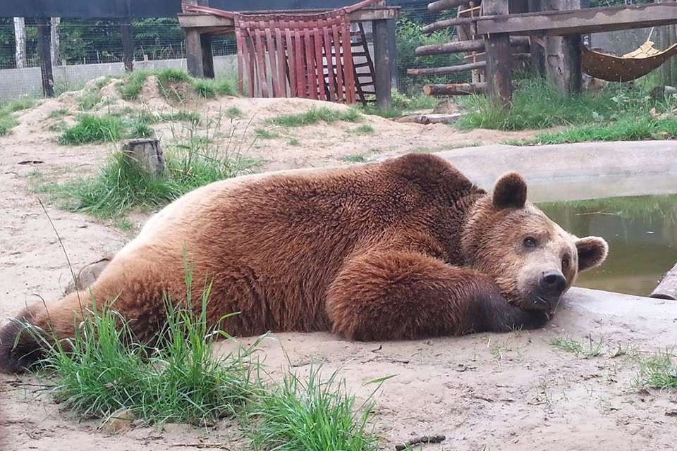 The bears have been exploring their 1.5-acre enclosure.